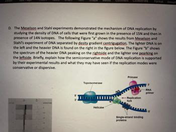 what are the results of dna replication|Mode of DNA replication: Meselson.